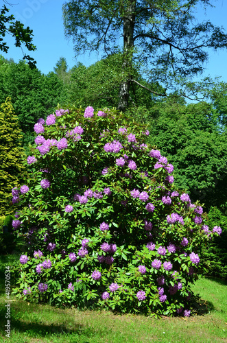 Fototapeta Naklejka Na Ścianę i Meble -  Rhododendronblüte im Park