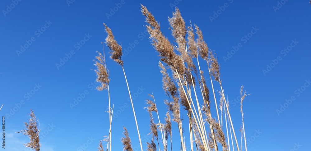 Fototapeta premium Reeds against blue sky