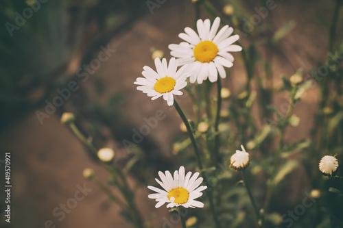 Chamomile flower leucanthemum in the garden, selective focus, blurred bokeh background, in retro style of film photography