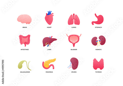 Human organ icon collection. Vector flat color anatomical illustration. Nervous, cardivascular, digestive systems, internal organs and glands. Design element for medicine, biology, education.