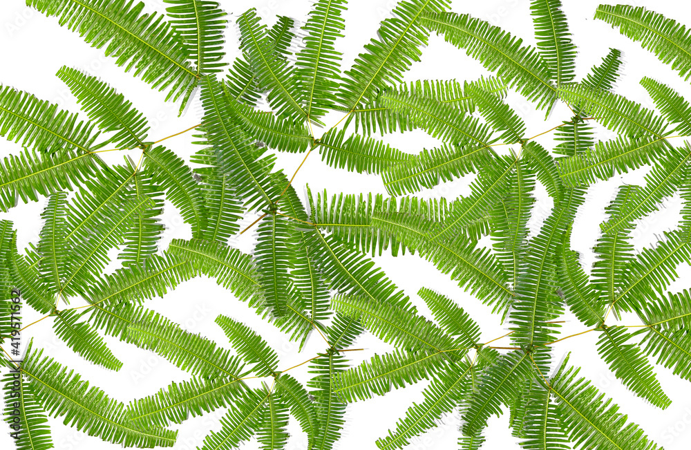 fern leaf on a white background