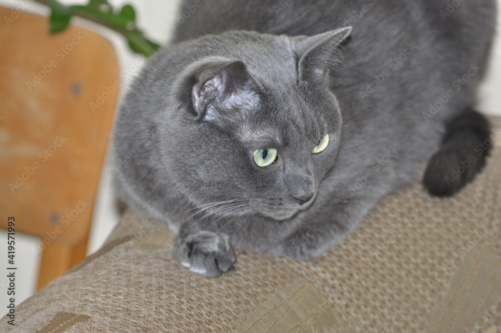 Russian blue cat in a beautiful angle