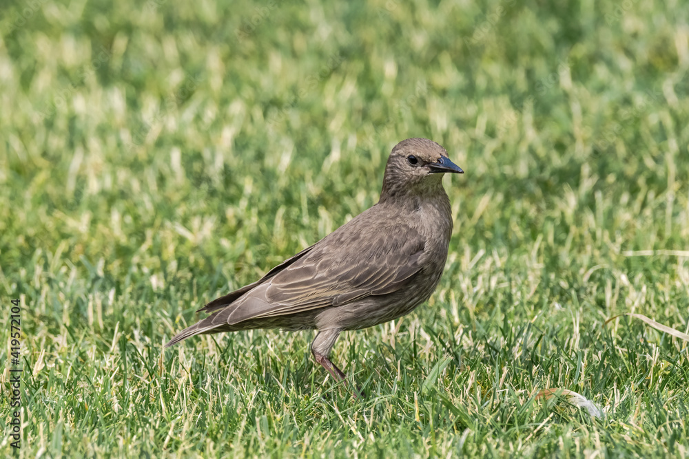 Immature Common Starling (Sturnus vulgaris) in park, Central Russia Immature Common Starling (Sturnus vulgaris) in park, Central Russia