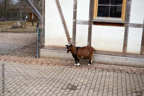 brown goat stands next to a farm © creativcontent