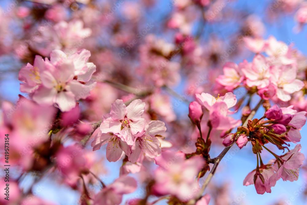 Blooming cherry tree with flowers against blue sky, close up Blooming cherry tree with flowers against blue sky, close up