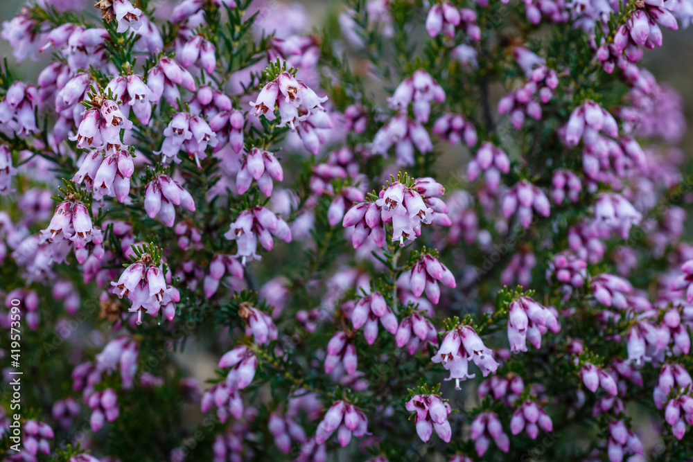 Erica Australis. Blonde heather bush covered with flowers. Erica Australis. Blonde heather bush covered with flowers.