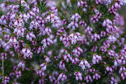Erica Australis. Blonde heather bush covered with flowers.