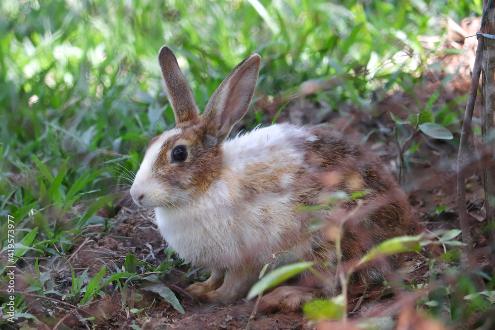 Fototapeta premium rabbit in the grass