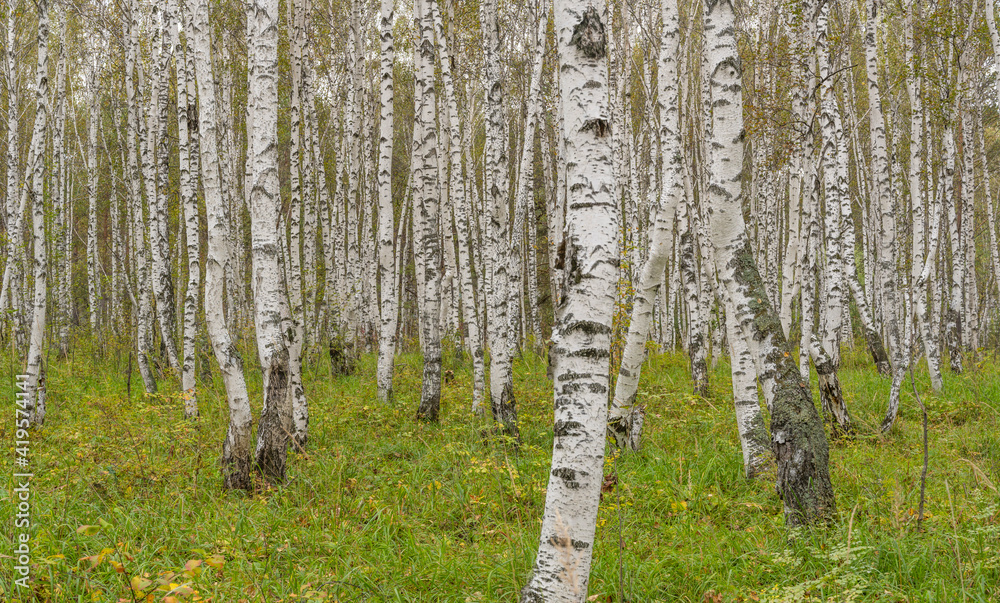 Fototapeta premium Birch Forest Tree Trunk