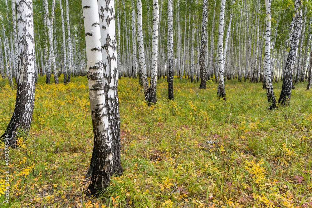 Obraz premium Birch Trees Yellow Leafs Autumn