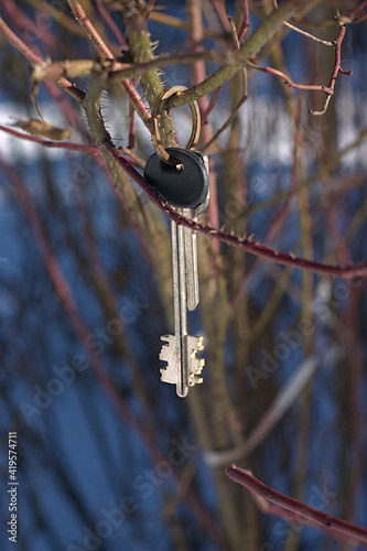 someone's lost keys on a bush branch