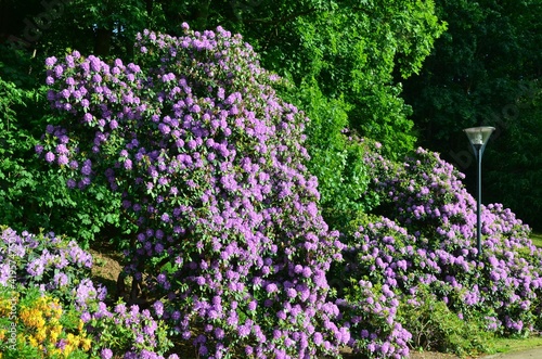 Rhododendronbl  te im Park