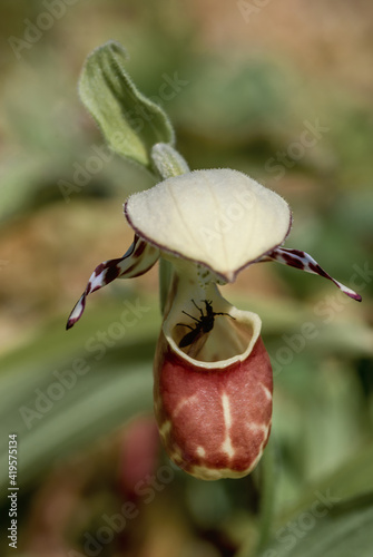 Spotted Ladys Slipper (Cypripedium guttatum) at Chowiet Island, Alaska, USA photo