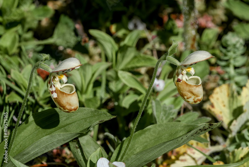 Spotted Ladys Slipper (Cypripedium guttatum) at Chowiet Island, Alaska, USA photo