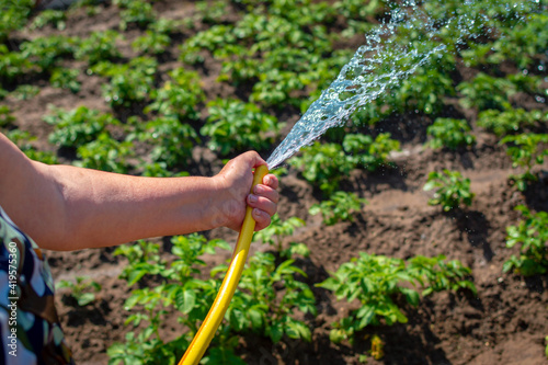 Senor woman's hand holding rubber water hose and using finger close end of rubber water hose to make water spray with sunlight against the background of growing green bushes of potatoes.