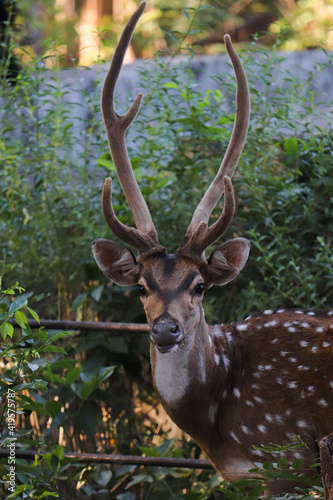 deer in the forest