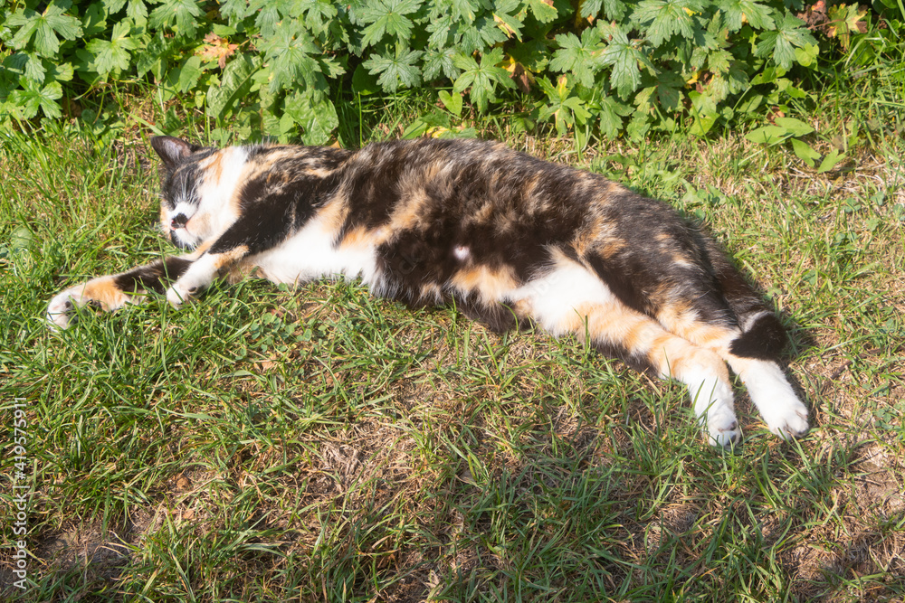 Lying tortoiseshell cat taking the sun in a garden Lying tortoiseshell cat taking the sun in a garden