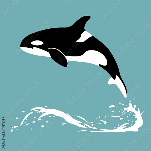 Orca in water. Killer whale jumps out of the water