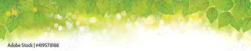 Vector green leaves bokeh background. Birch tree, green leaves border.