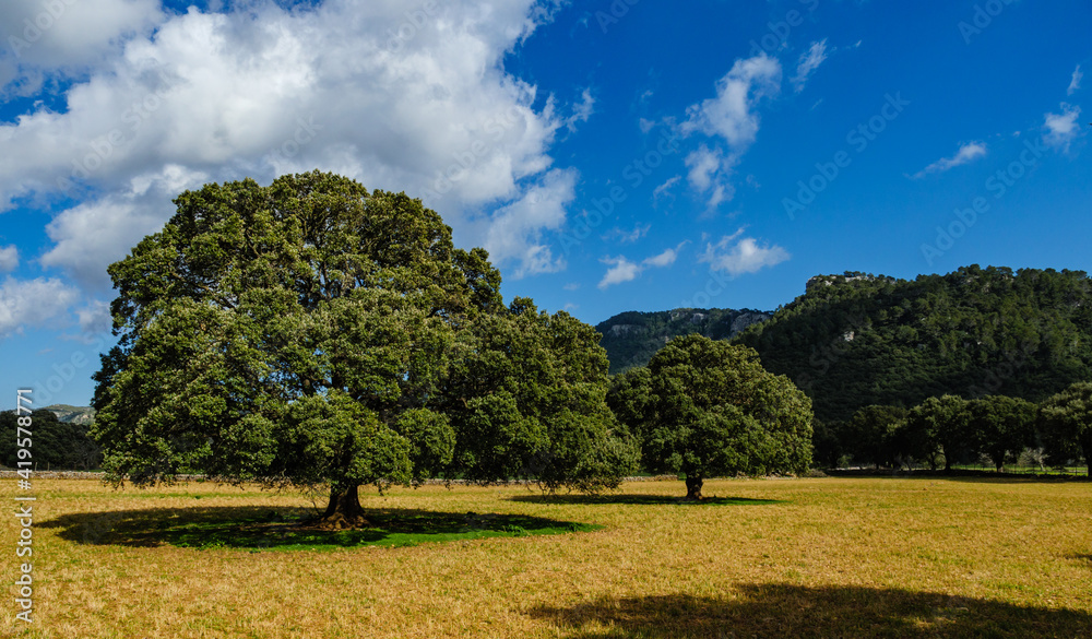 Fototapeta premium panoramic landscape with trees on the balearic island of mallorca, spain