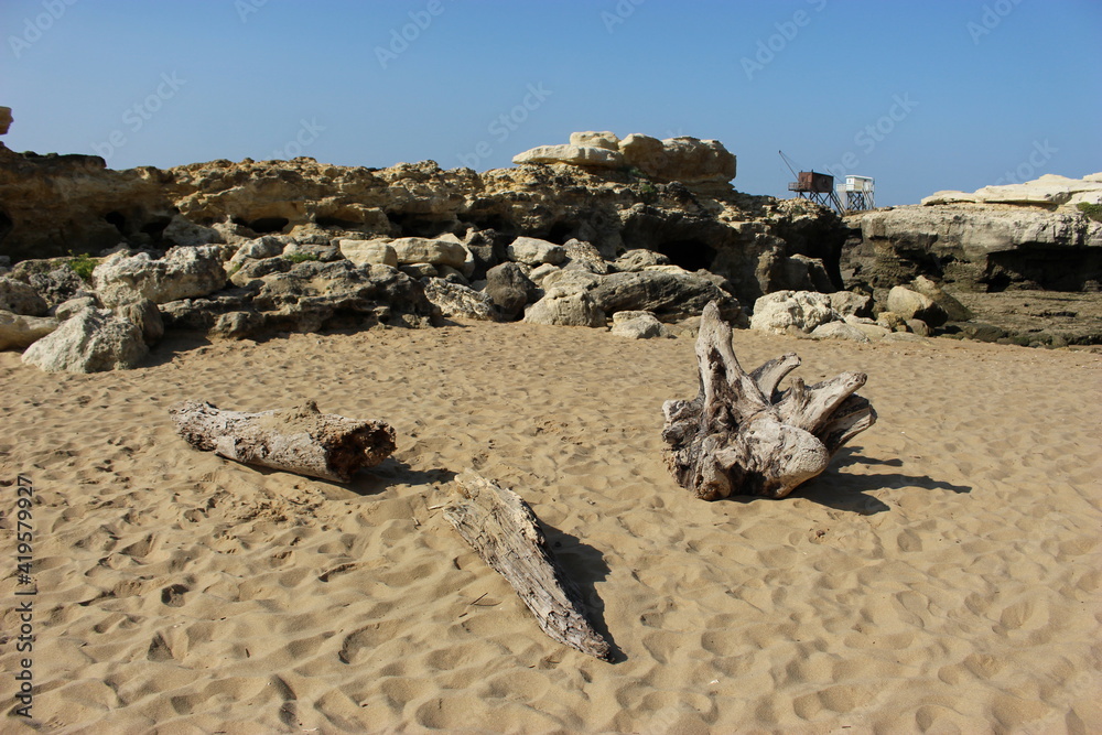 Obraz premium Morceaux de bois flotté sur la plage du Platin (Saint-Palais-sur-mer)