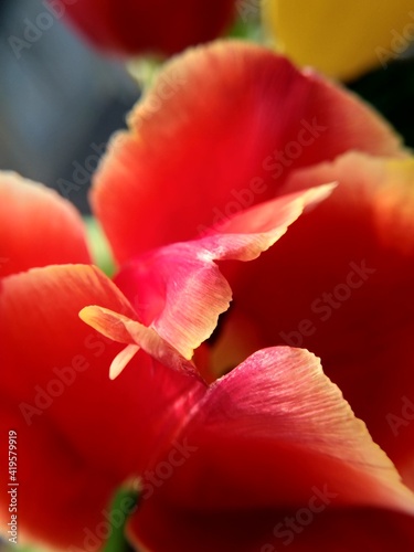 red yellow tulip close up petals