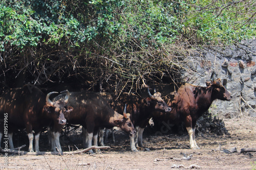 buffalo