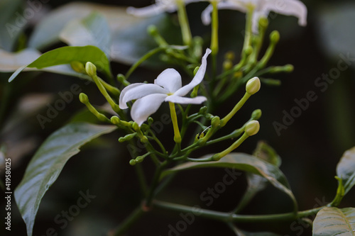 close up of white flowers
