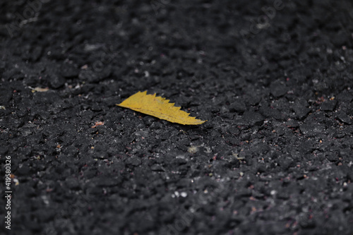 leaf in th ground