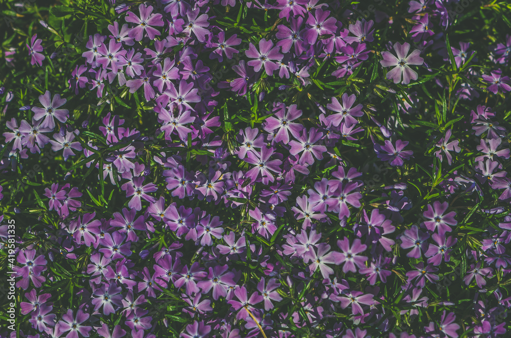 tiny pink spring phlox flowers background tiny pink spring phlox flowers background