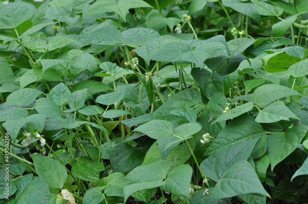Grüne Bohnen im Garten Grüne Bohnen im Garten