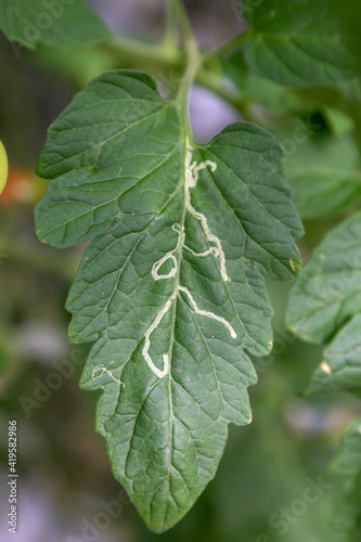 Wallpaper Mural nightshade miner on a tomato leaf in a greenhouse Torontodigital.ca