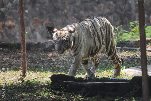 bengal tiger in the zoo