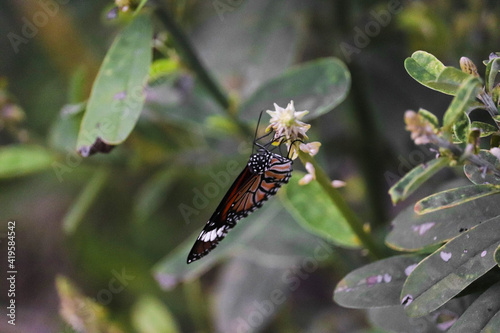 butterfly on a leaf