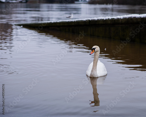 Swan