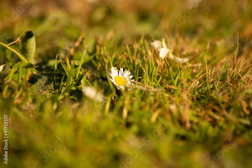 Daisy 