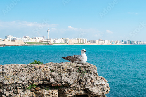 Seagull sitting on a rock in front of the coastline of Cadiz city with Cathedral de Santa Cruz behind