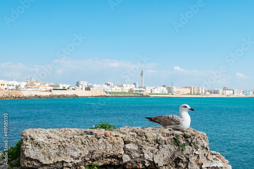 Seagull sitting on a rock in front of the coastline of Cadiz city with Cathedral de Santa Cruz behind