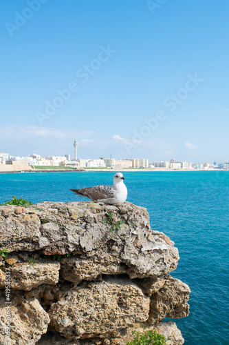 Seagull sitting on a rock in front of the coastline of Cadiz city with Cathedral de Santa Cruz behind
