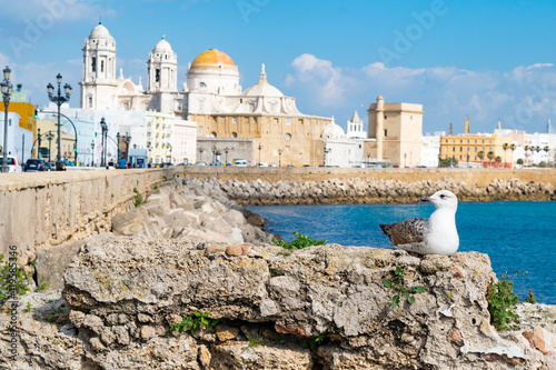 Seagull sitting on a rock in front of the coastline of Cadiz city with Cathedral de Santa Cruz behind