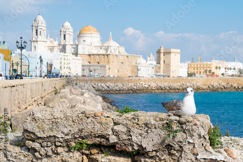 Seagull sitting on a rock in front of the coastline of Cadiz city with Cathedral de Santa Cruz behind