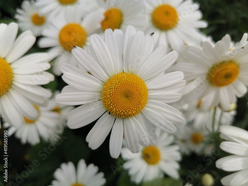 close-up of chamomile in the garden