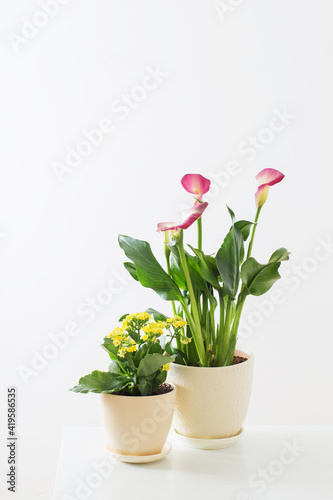 Fototapeta Naklejka Na Ścianę i Meble -  pink calla lily and yellow kalanchoe   in flower pot on white background