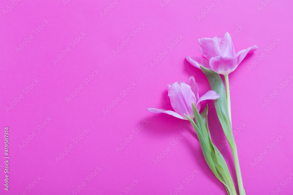Obraz premium beautiful tulips on purple paper background