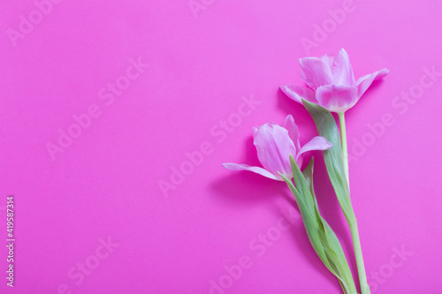 Fototapeta Naklejka Na Ścianę i Meble -  beautiful   tulips on purple  paper background