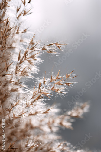 Close-up of the grass of dry reeds after the rain. Boils of water flow down the dryflower.