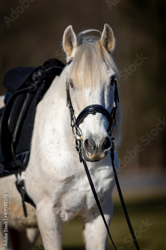 Horse white in head portraits looks attentively into the camera, photographed with approach from the saddle, sharpness on the head..