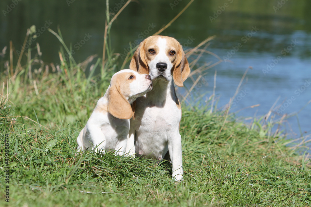 Beagle assis et son chiot au bord d'un lac