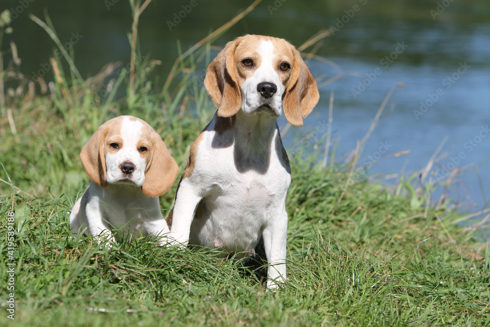 Un Beagle et son chiot au bord d'un lac