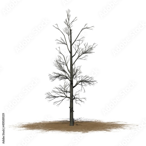 Sourwood tree in winter on a sand area - isolated on white background - 3D Illustration